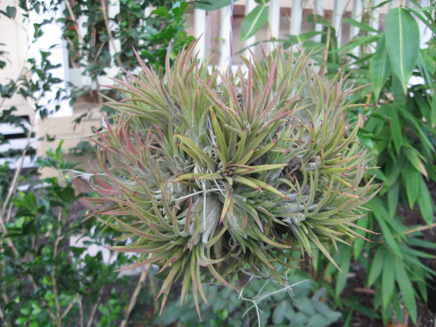 Tillandsia ionantha — Vintage Green Farms with Tom Piergrossi